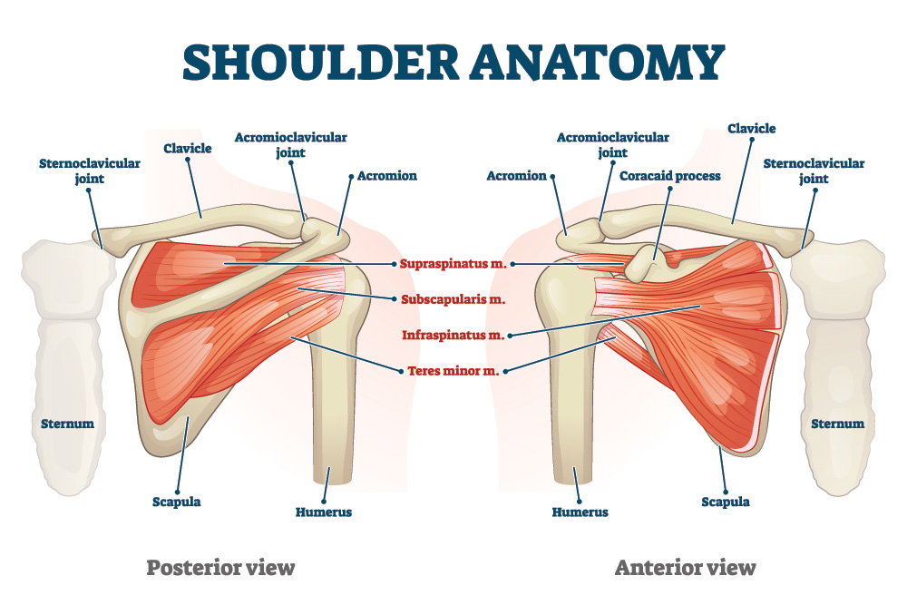 anatomia della spalla