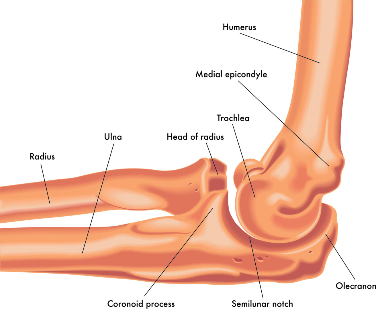 anatomia gomito