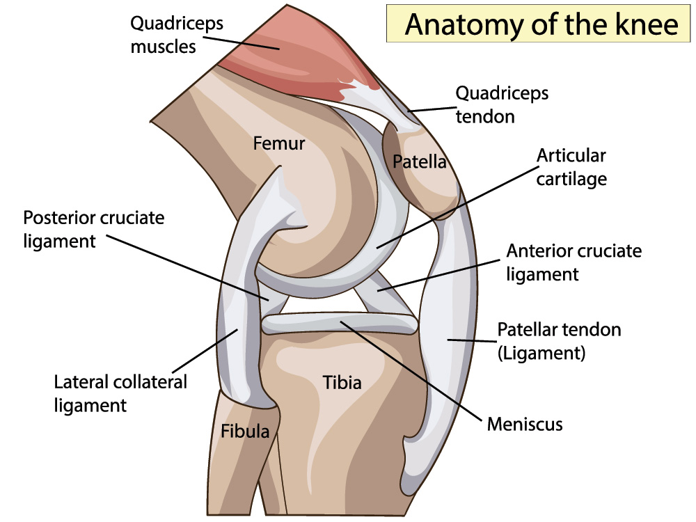 anatomia legamento crociato