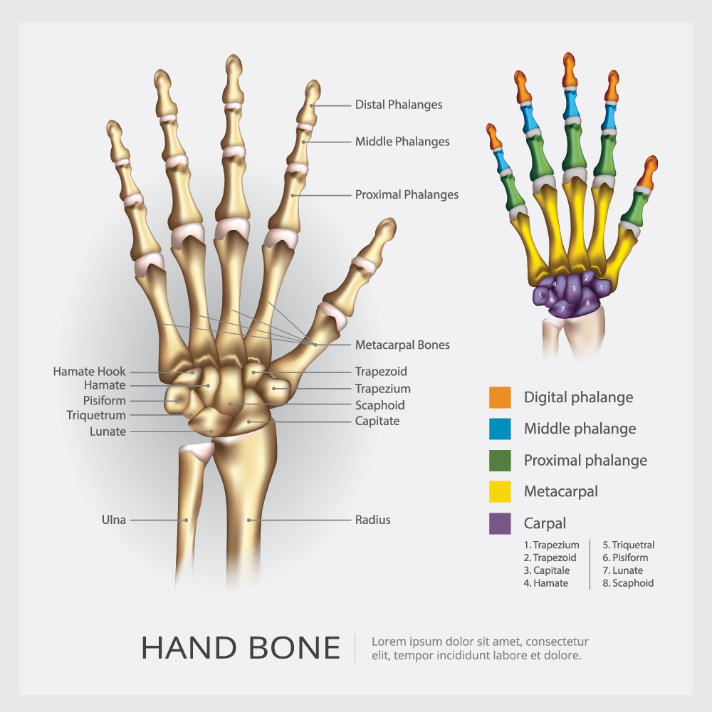 anatomia della mano