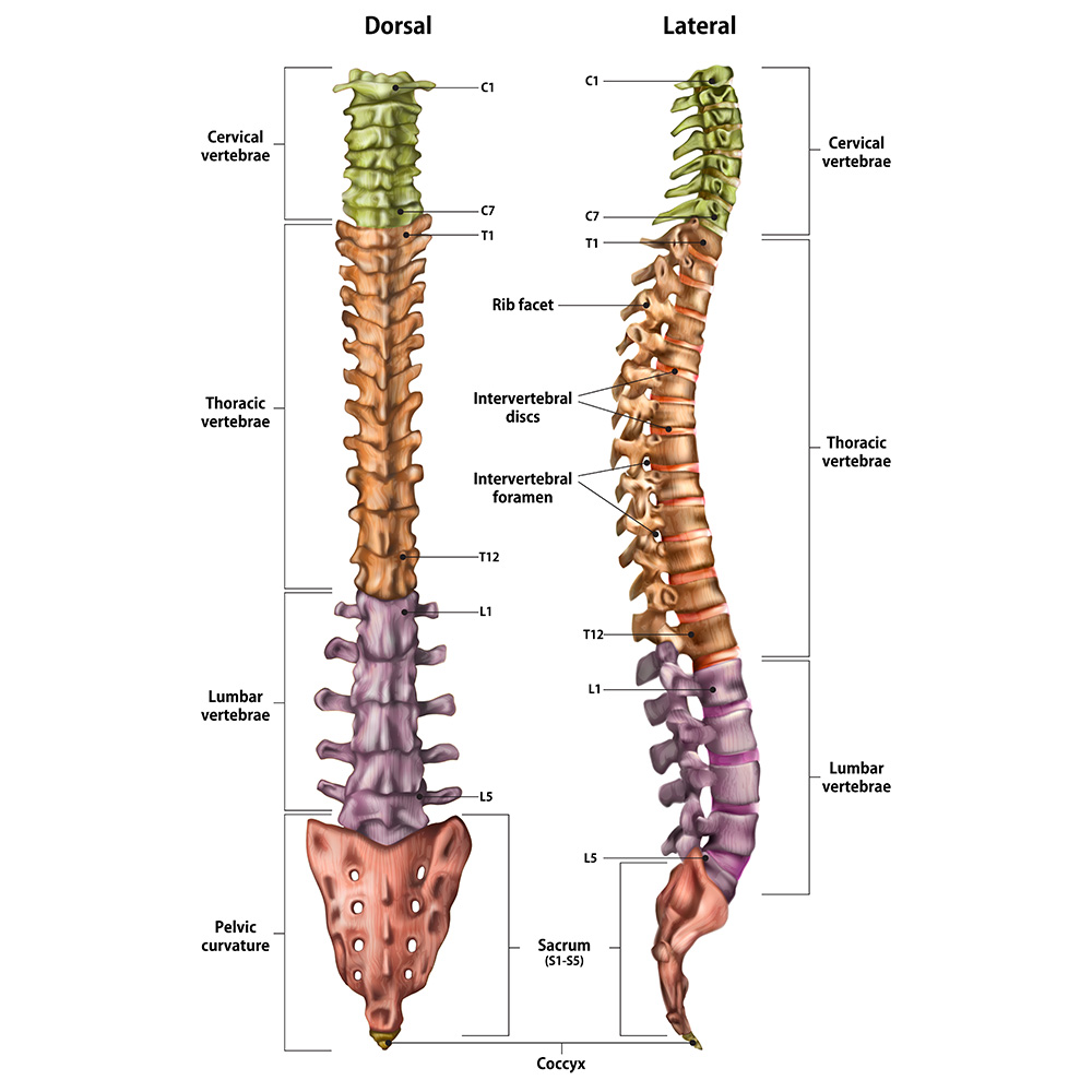 colonna vertebrale