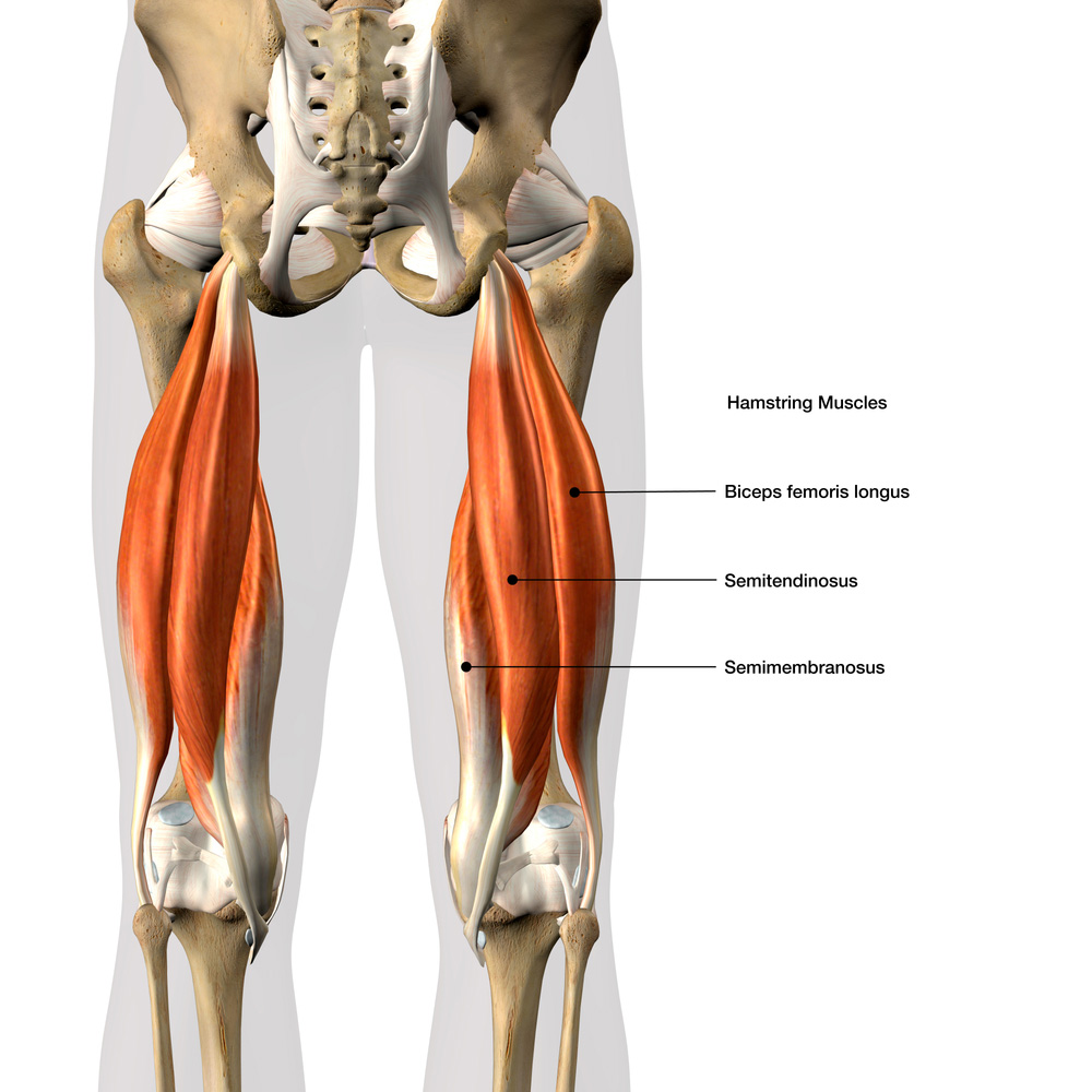 lesioni hamstring