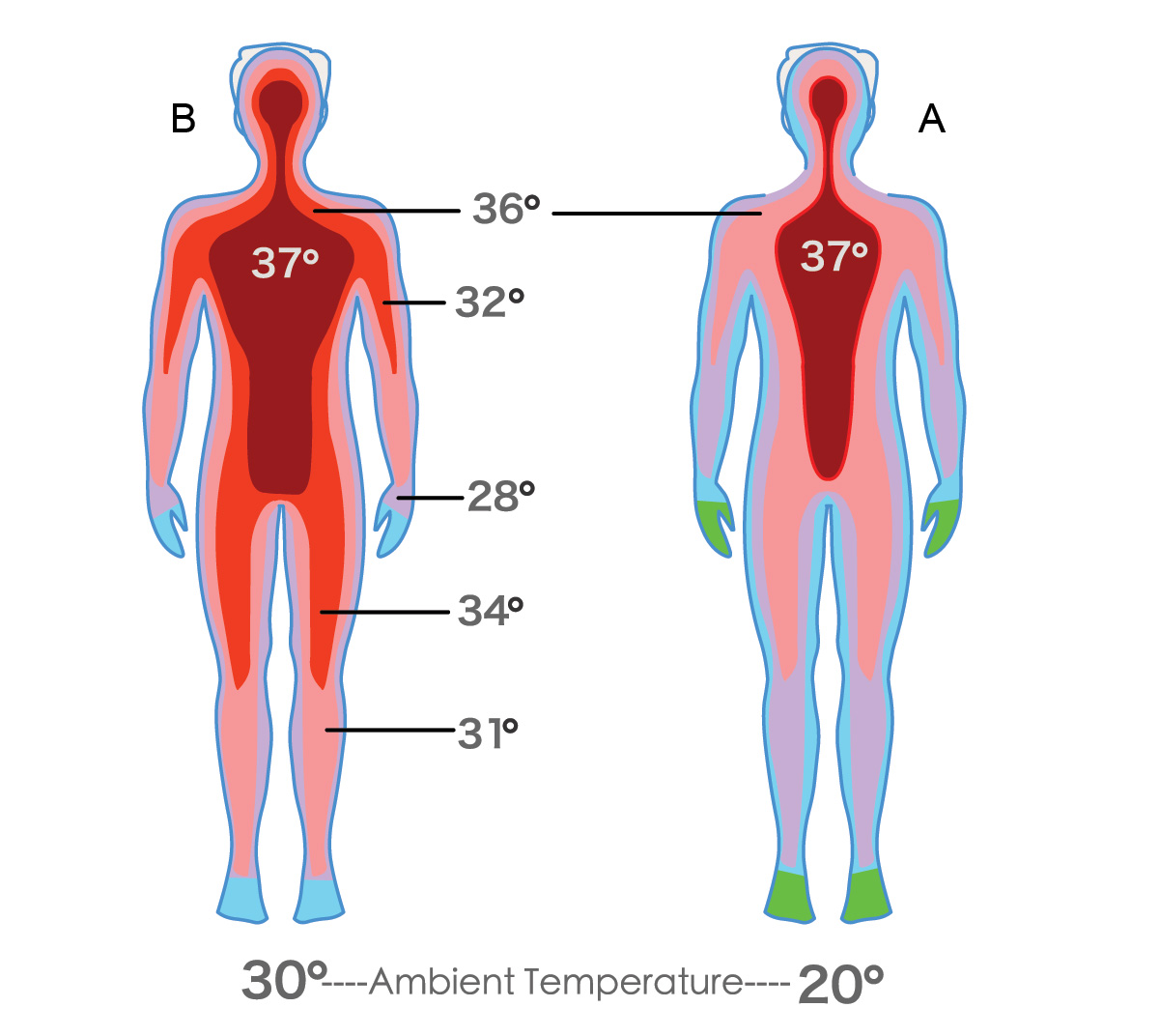 temperatura corpo