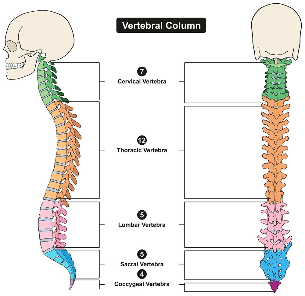 strutturazione colonna vertebrale